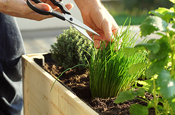 A gardener prunes some chives in their raised garden bed.