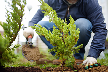 An evergreen sapling is planted.