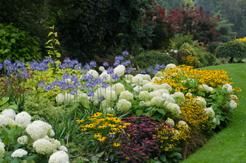 Many perennial flowers fill a garden bed.