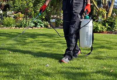 A man spray herbicide on his lawn.