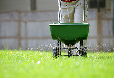 A broadcast spreader is used to disperse fertilizer on a lawn.
