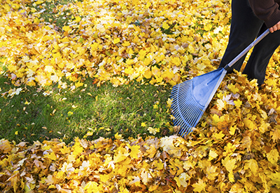 A woman rakes up leaves during late summer.