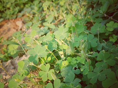 Clover covers a garden during the fall season.