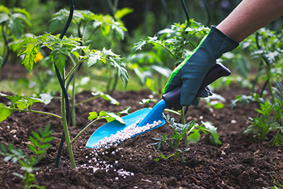 A hand shovel is used to spread fertilizer on garden.