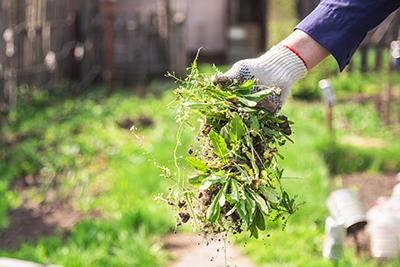 Weeds are pulled from a garden.