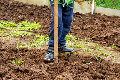 A spade shovel is used to loosen compacted soil in a garden.