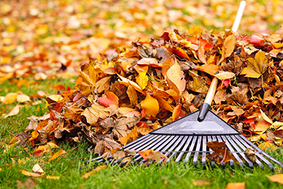 A pile of fall leaves with fan rake on a lawn