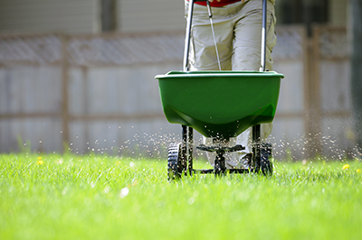 Using a broadcast spreader on a green lawn.