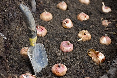 Flower bulbs being planted in good soil.