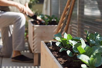 cabbage, cauliflower and other vegetables grow in a wooden self built raised bed on a terrace / balcony garden in a city apartment