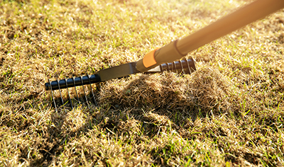 A scarifier rake is used to dethatch a lawn.