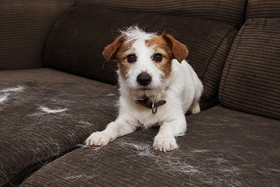 A dog sits on a couch covered in pet hair.
