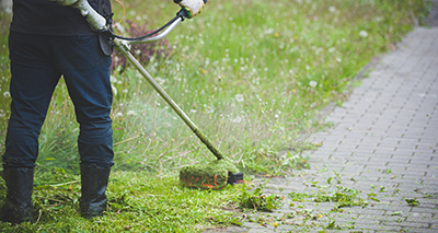 A gas string trimmer is used to clear heavy brush.