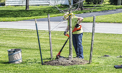 A woman uses a string trimmer around a tree.