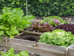 Green, leafy vegetables growing in soil inside a square wooden planter box.