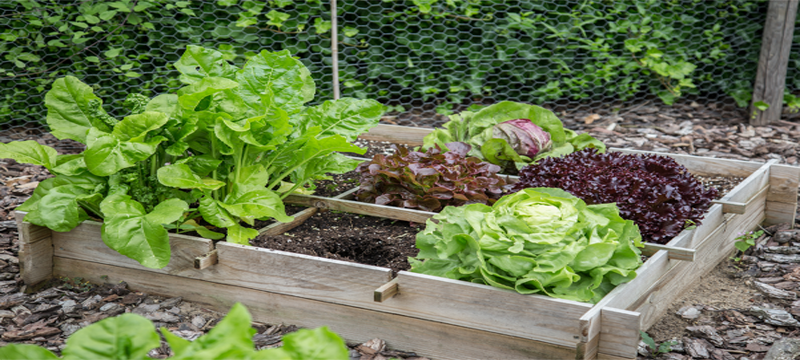 Green, leafy vegetables growing in soil inside a square wooden planter box.